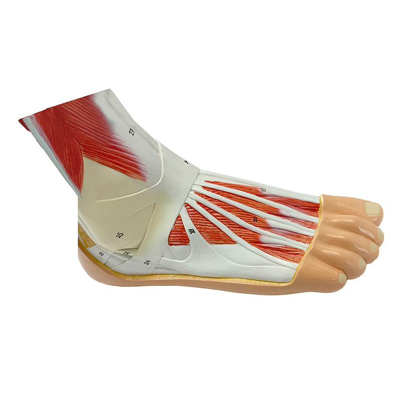 Load image into Gallery viewer, Foot Lateral Section Model