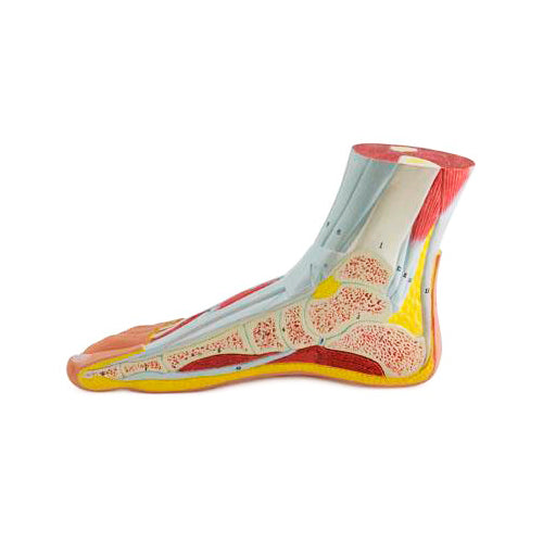Load image into Gallery viewer, Foot Lateral Section Model