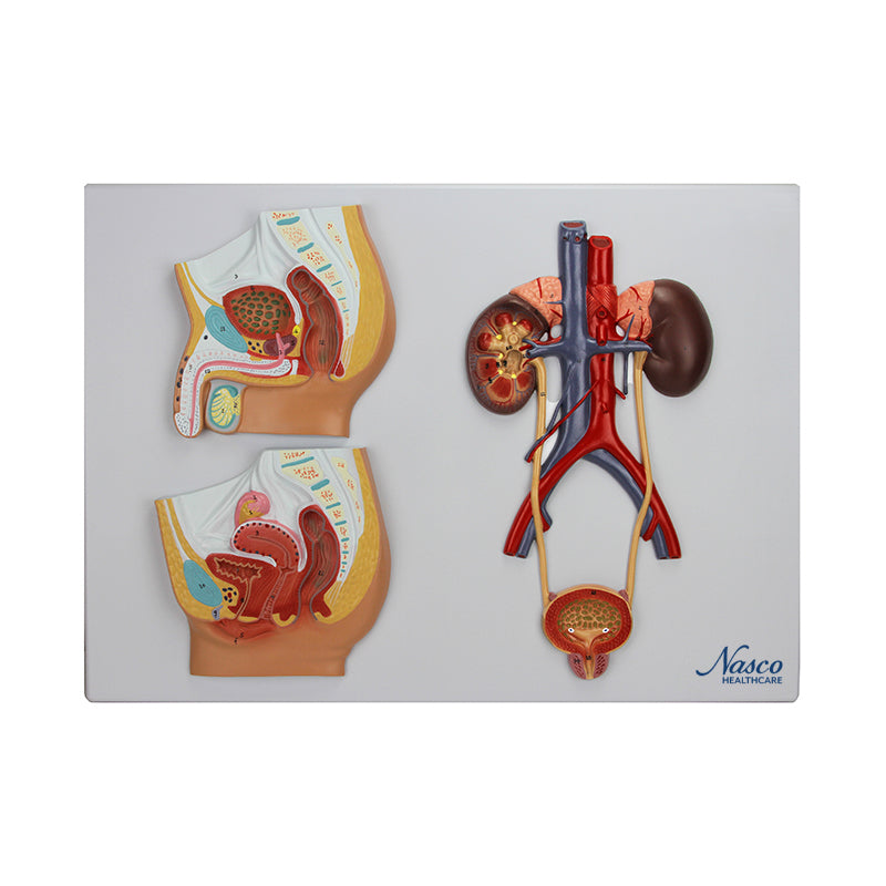 โหลดรูปภาพลงในโปรแกรมใช้ดูของ Gallery Male & Female Urinary Tract Cross Section Model