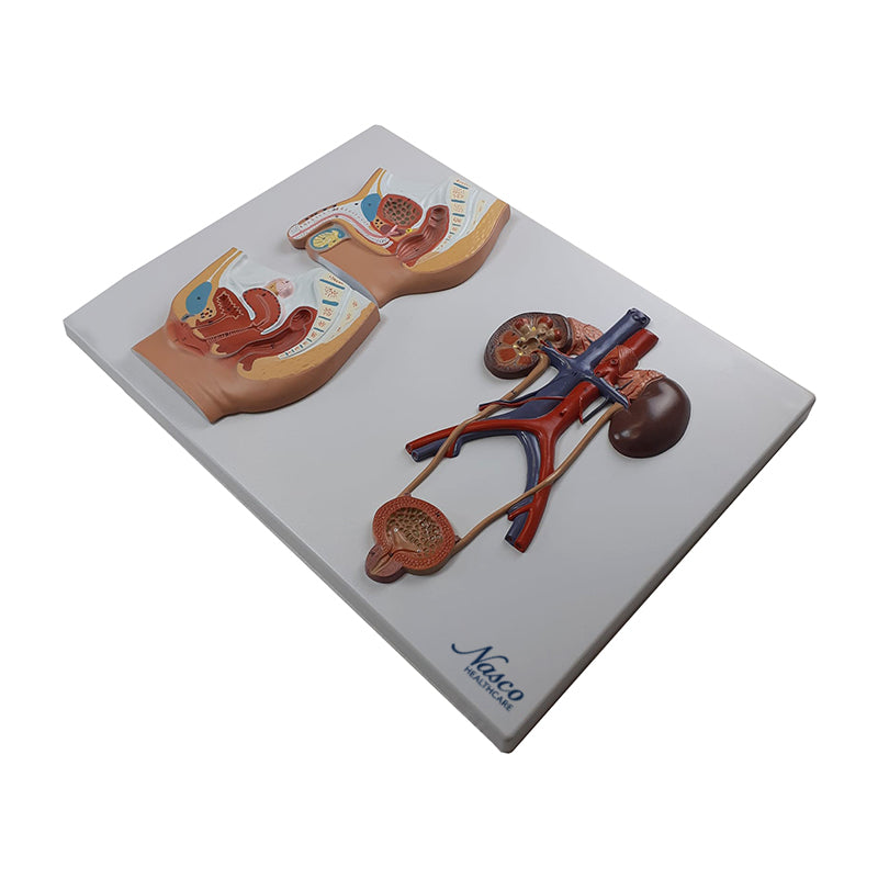 โหลดรูปภาพลงในโปรแกรมใช้ดูของ Gallery Male & Female Urinary Tract Cross Section Model