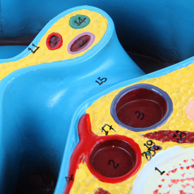 Load image into Gallery viewer, Abdomen Axial Section Model