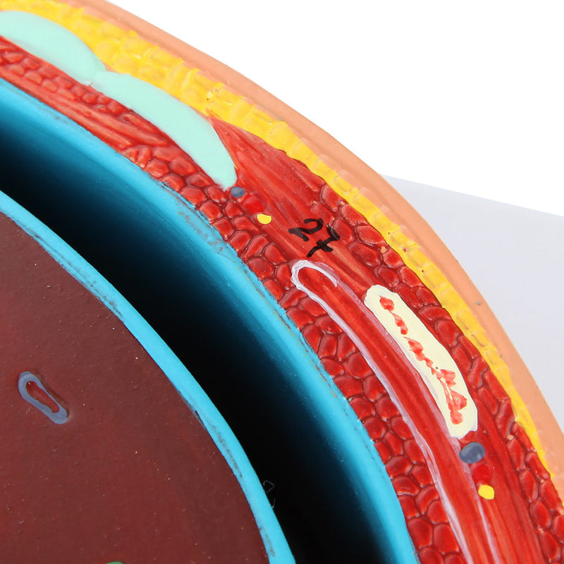 Load image into Gallery viewer, Abdomen Axial Section Model