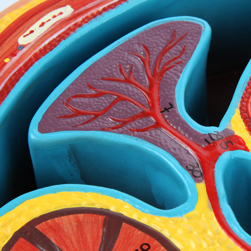 Load image into Gallery viewer, Abdomen Axial Section Model