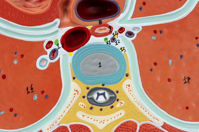 Load image into Gallery viewer, Thorax Axial Section Model