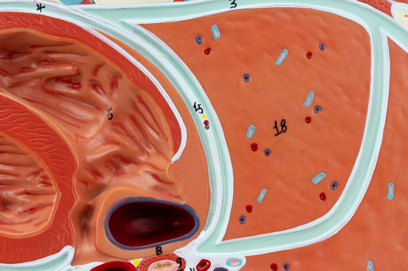 Load image into Gallery viewer, Thorax Axial Section Model