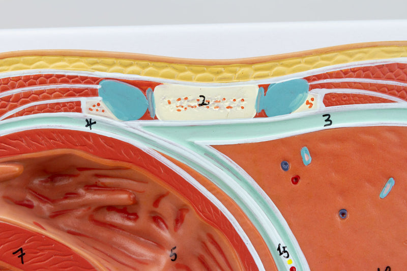 Load image into Gallery viewer, Thorax Axial Section Model