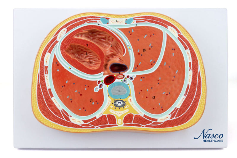 Load image into Gallery viewer, Thorax Axial Section Model