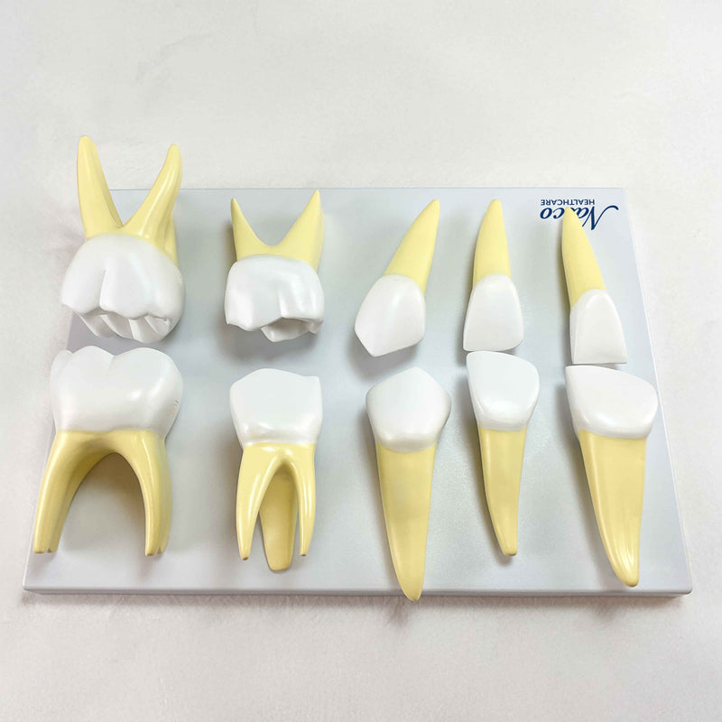 Load image into Gallery viewer, Baby Teeth Models, 10X Enlarged