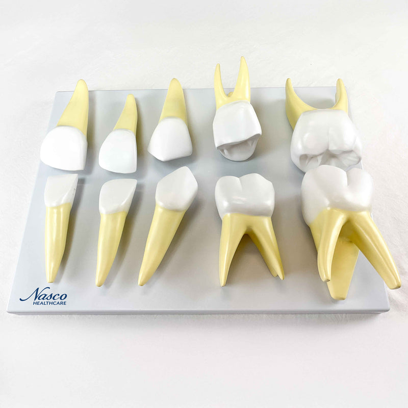 Load image into Gallery viewer, Baby Teeth Models, 10X Enlarged