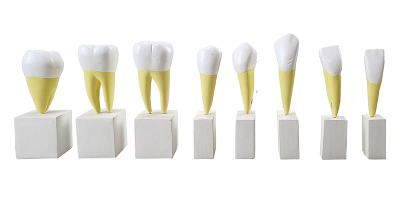 Load image into Gallery viewer, Teeth Models, 4X Enlarged, 16 Parts