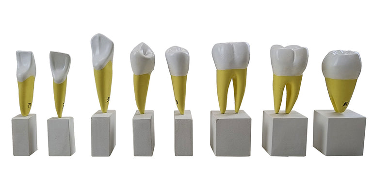 Load image into Gallery viewer, Teeth Models, 4X Enlarged, 16 Parts