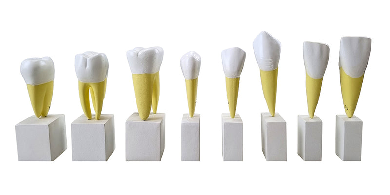 Load image into Gallery viewer, Teeth Models, 4X Enlarged, 16 Parts