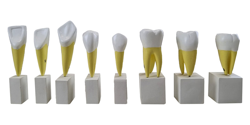 Load image into Gallery viewer, Teeth Models, 4X Enlarged, 16 Parts