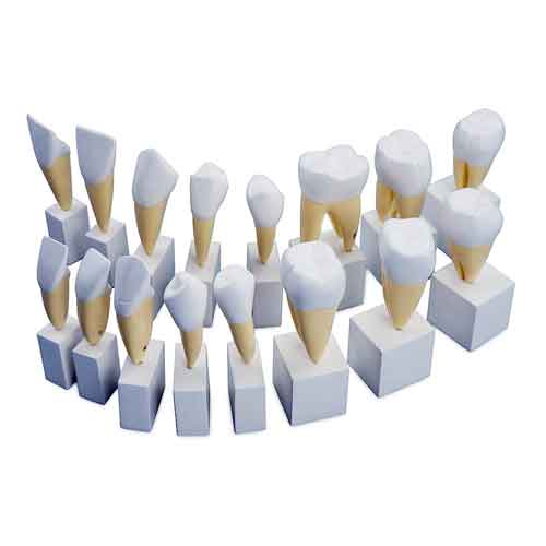 Load image into Gallery viewer, Teeth Models, 4X Enlarged, 16 Parts