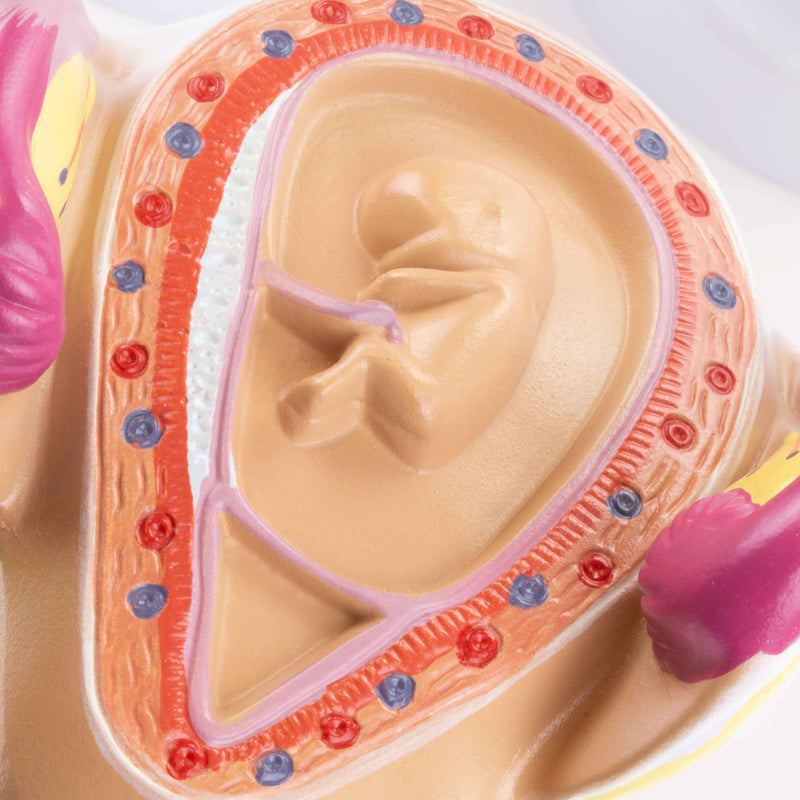 Load image into Gallery viewer, Pregnancy Series Models, Set of 8