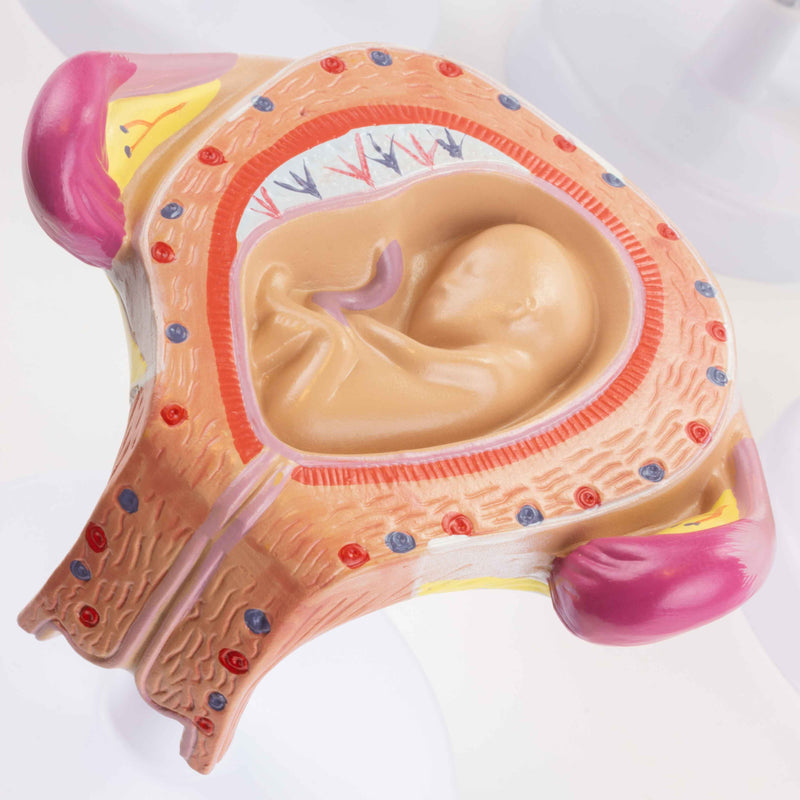 Load image into Gallery viewer, Pregnancy Series Models, Set of 8