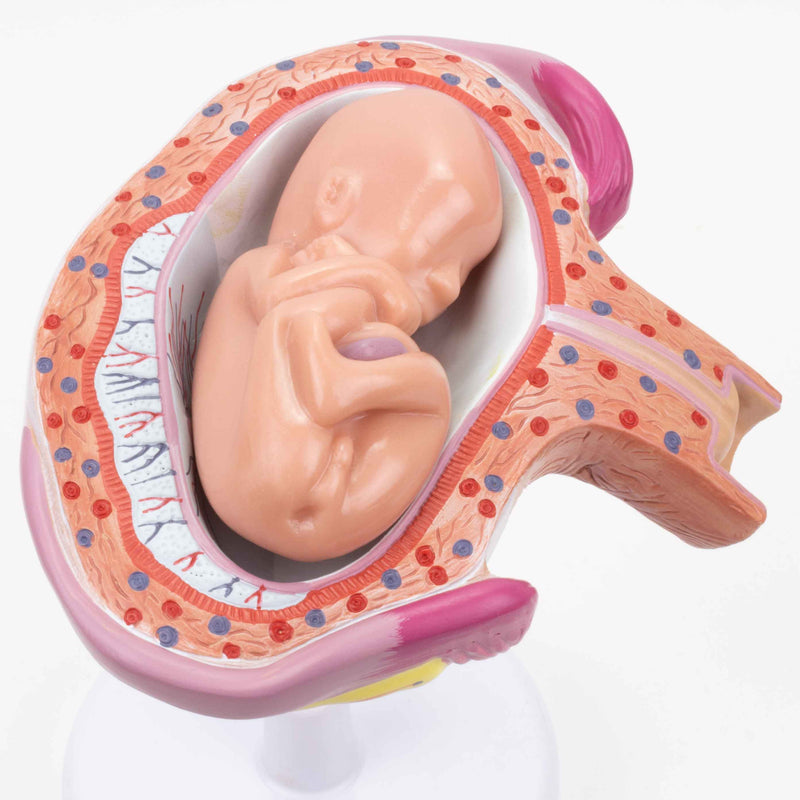 Load image into Gallery viewer, Pregnancy Series Models, Set of 8