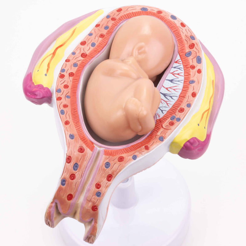 Load image into Gallery viewer, Pregnancy Series Models, Set of 8