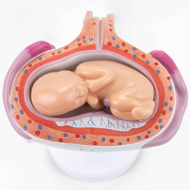 Load image into Gallery viewer, Pregnancy Series Models, Set of 8