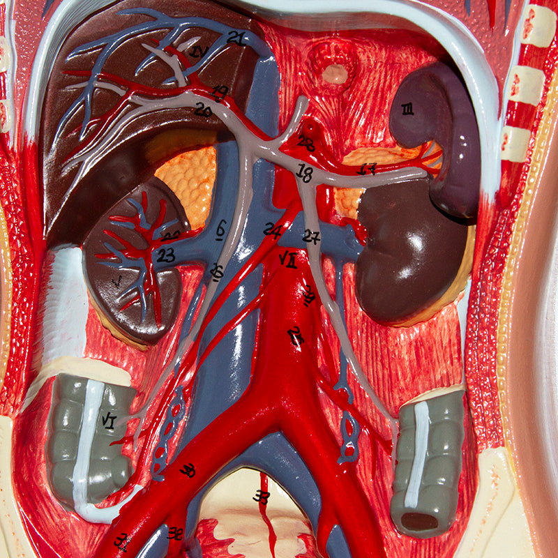 Load image into Gallery viewer, Circulatory System Model, Half Life Size