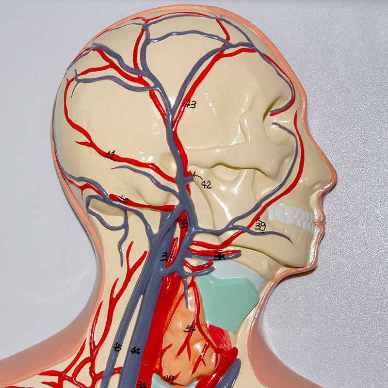 Load image into Gallery viewer, Circulatory System Model, Half Life Size