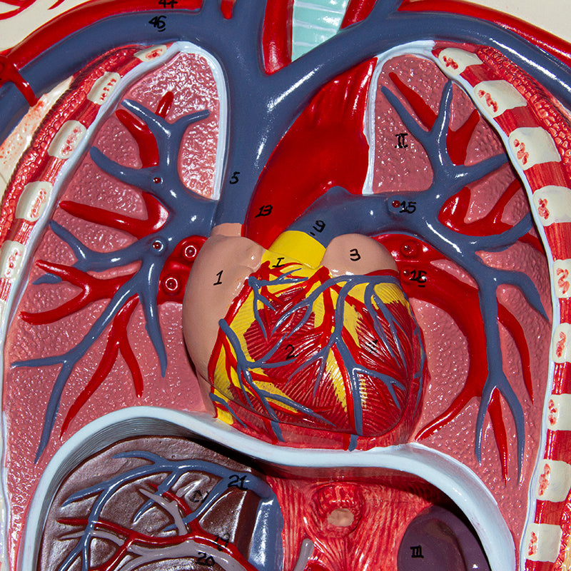 Load image into Gallery viewer, Circulatory System Model, Half Life Size