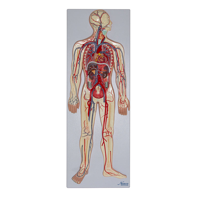 Load image into Gallery viewer, Circulatory System Model, Half Life Size