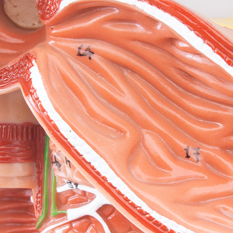 Load image into Gallery viewer, Digestive System Model, 3 Parts