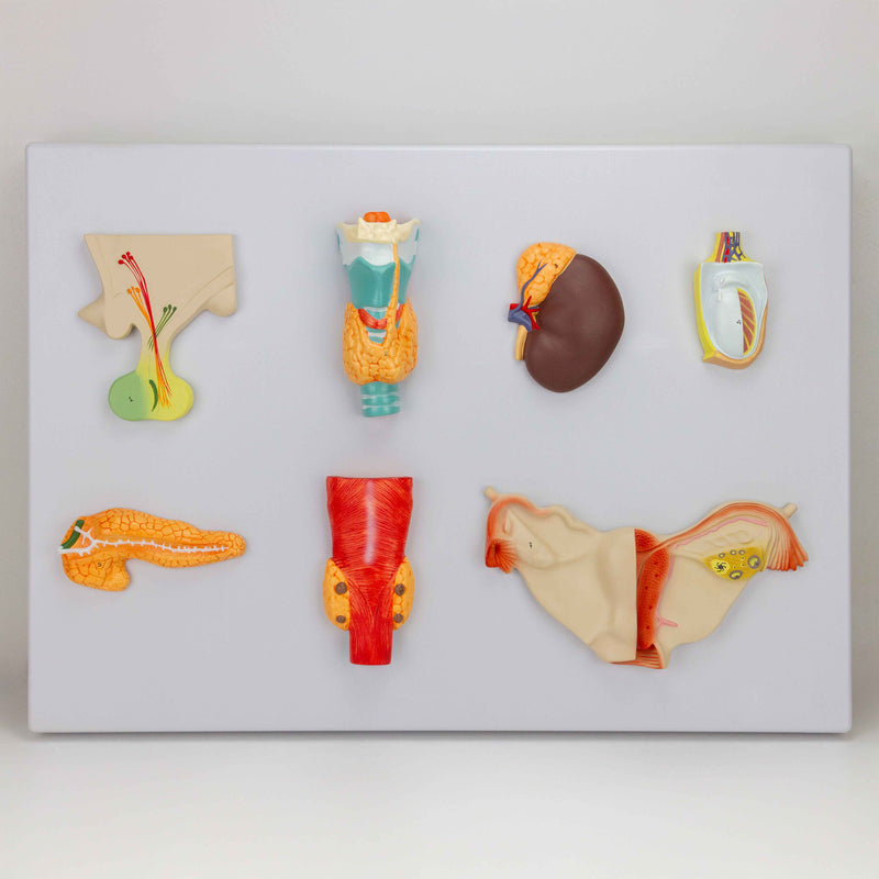 Load image into Gallery viewer, Endocrine System Model