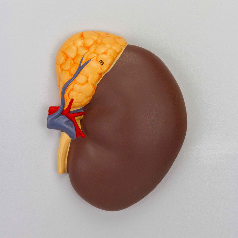 Load image into Gallery viewer, Endocrine System Model