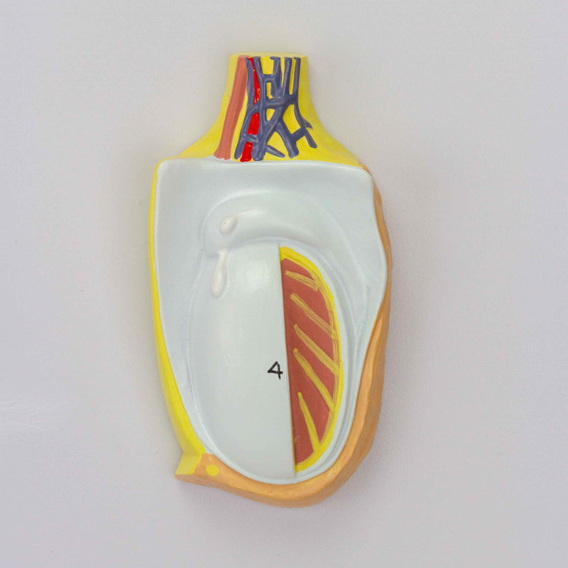 Load image into Gallery viewer, Endocrine System Model