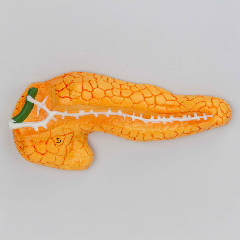 Load image into Gallery viewer, Endocrine System Model