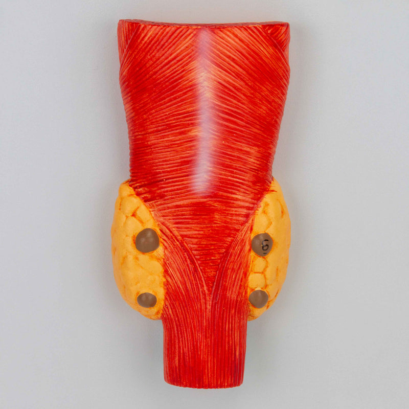 Load image into Gallery viewer, Endocrine System Model