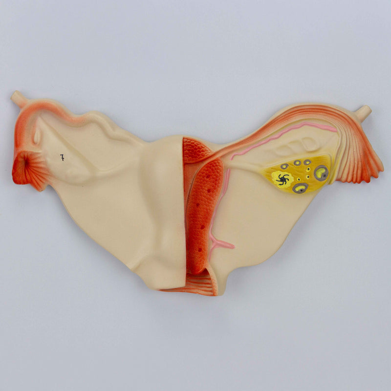 Load image into Gallery viewer, Endocrine System Model