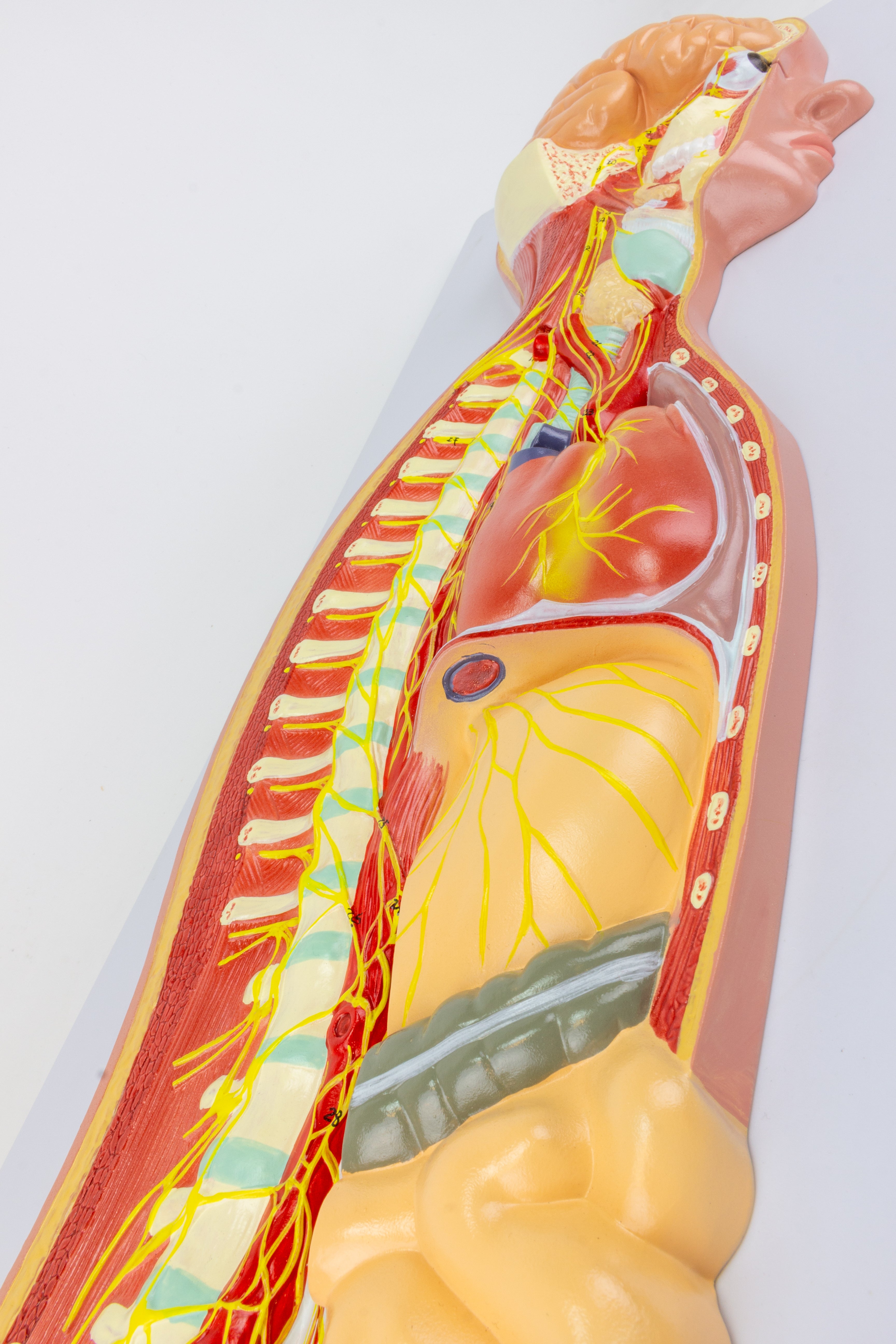 Human Sympatic Nervous System | Nasco Healthcare