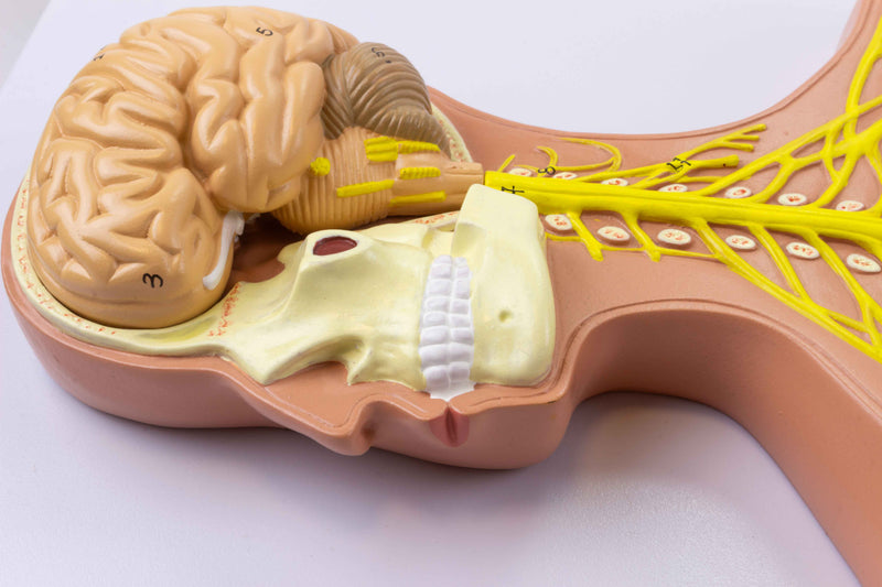 Load image into Gallery viewer, Nervous System Model, Half Size