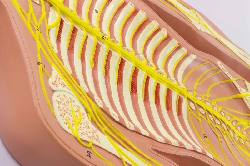 Load image into Gallery viewer, Nervous System Model, Half Size