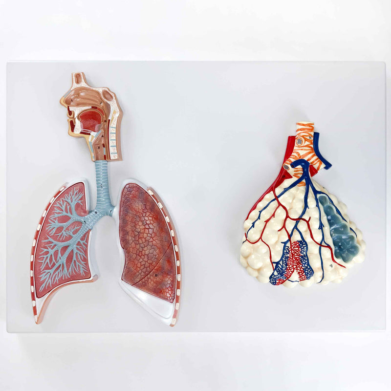 Load image into Gallery viewer, Respiratory System with Alveoli Model, 150X Enlarged