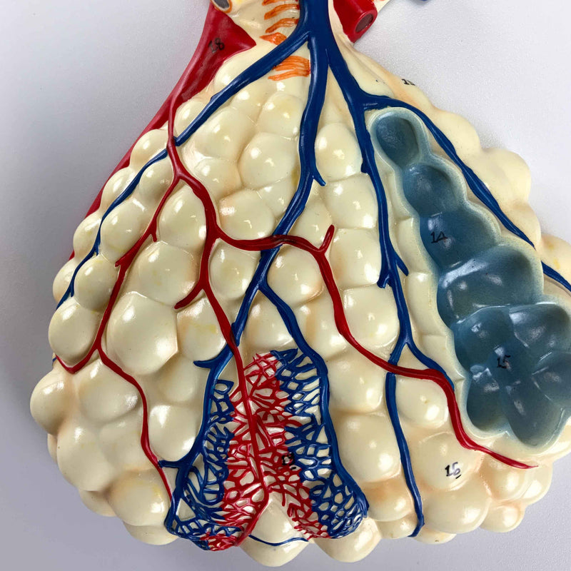 Load image into Gallery viewer, Respiratory System with Alveoli Model, 150X Enlarged