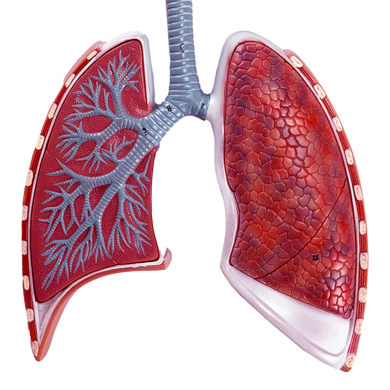 Load image into Gallery viewer, Respiratory System with Alveoli Model, 150X Enlarged