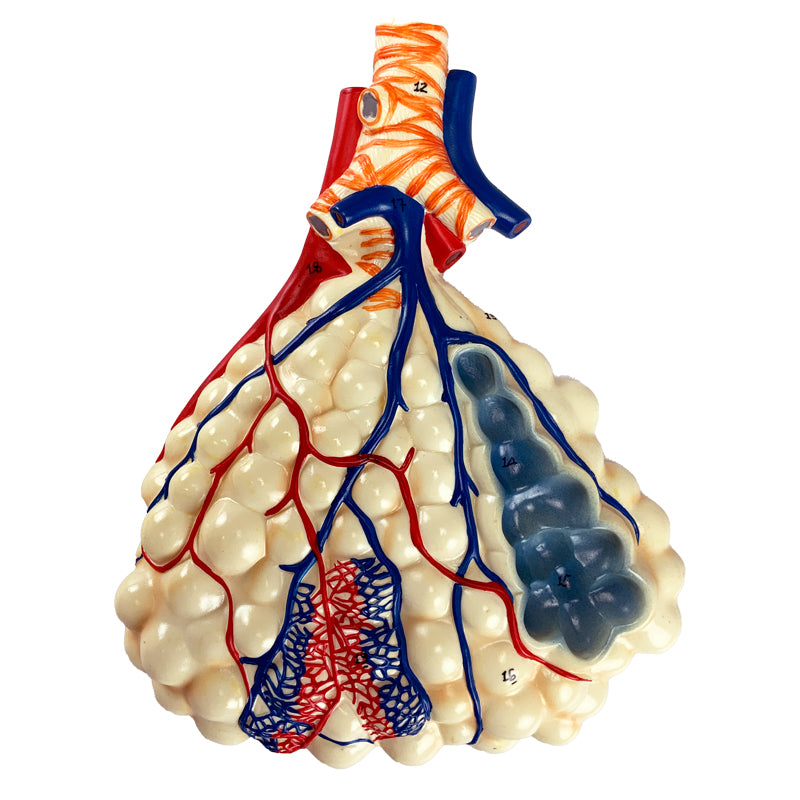 Load image into Gallery viewer, Respiratory System with Alveoli Model, 150X Enlarged