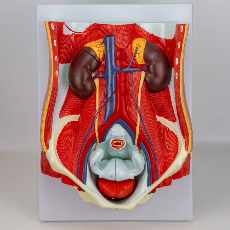 Load image into Gallery viewer, Male & Female Urinary System Model, Dual Sex, 6 Parts