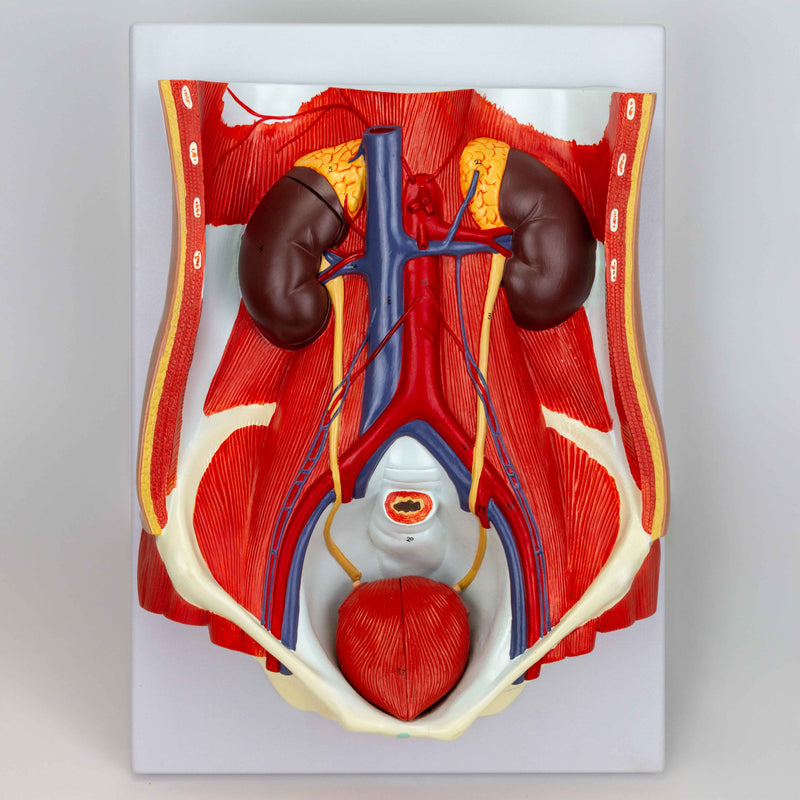 Load image into Gallery viewer, Male & Female Urinary System Model, Dual Sex, 6 Parts