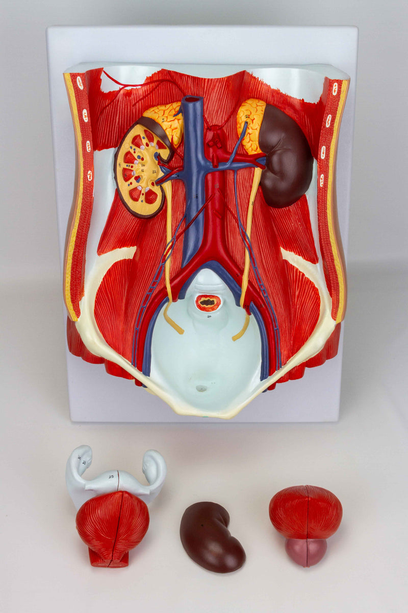 Load image into Gallery viewer, Male & Female Urinary System Model, Dual Sex, 6 Parts