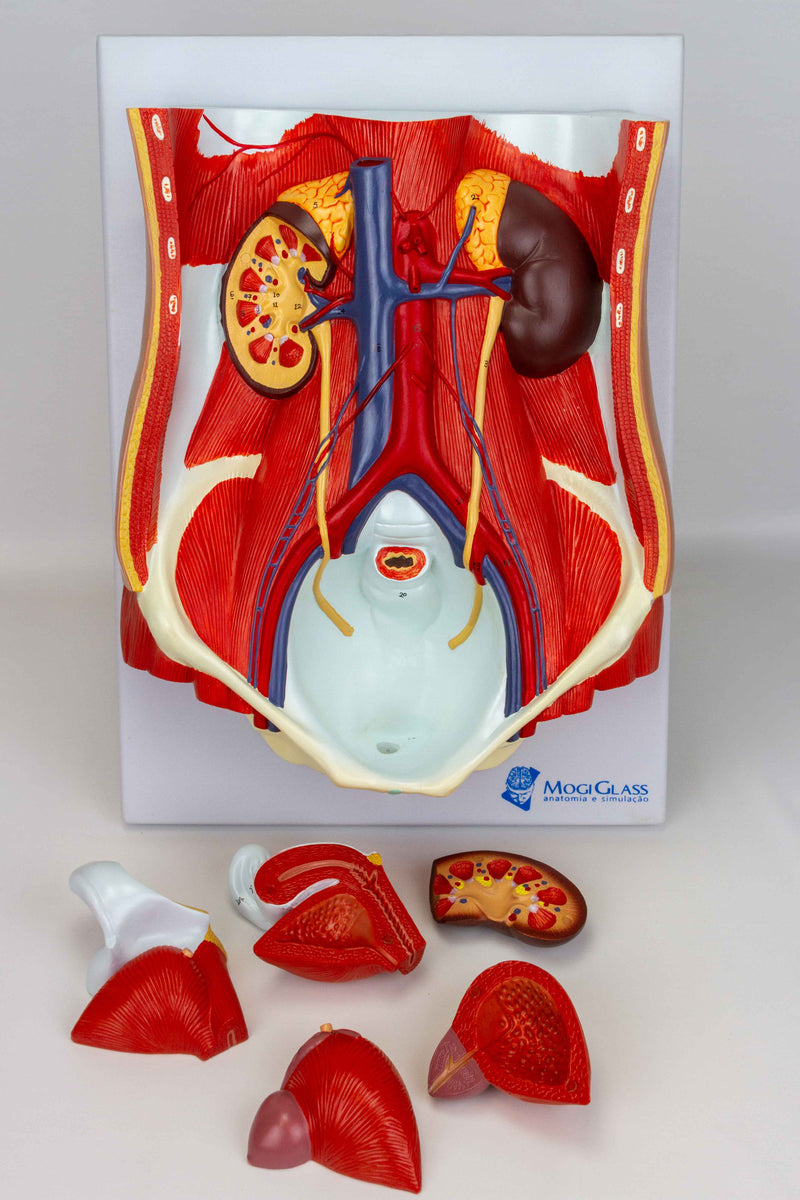 Load image into Gallery viewer, Male & Female Urinary System Model, Dual Sex, 6 Parts