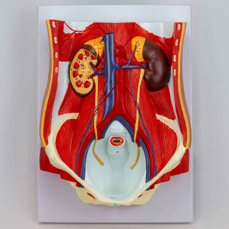 Load image into Gallery viewer, Male & Female Urinary System Model, Dual Sex, 6 Parts