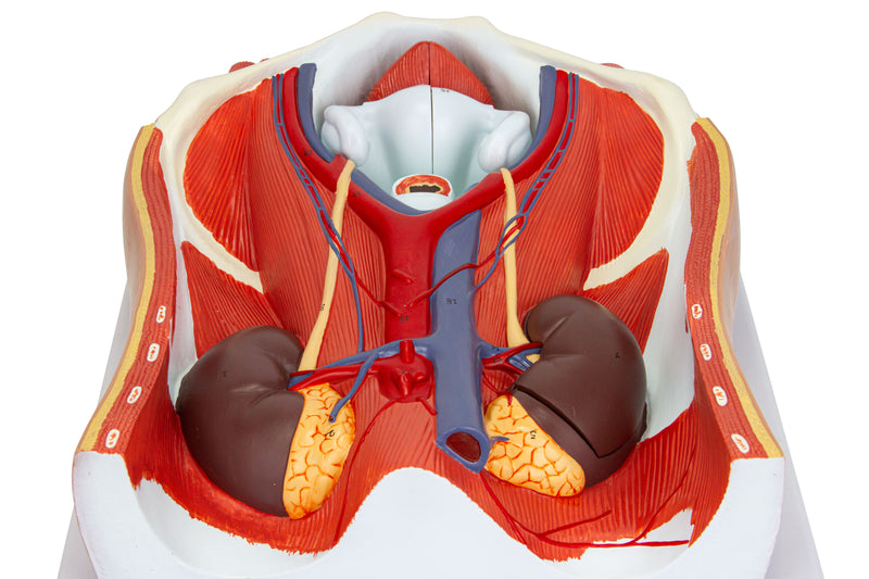 Load image into Gallery viewer, Male & Female Urinary System Model, Dual Sex, 6 Parts