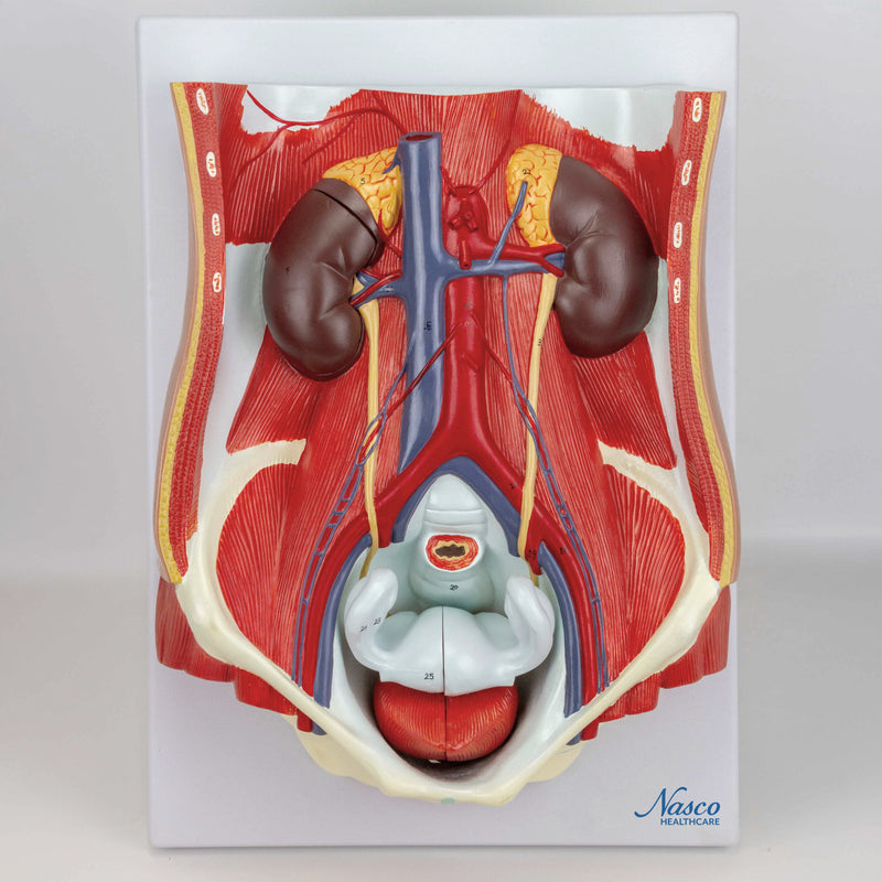 Load image into Gallery viewer, Male & Female Urinary System Model, Dual Sex, 6 Parts