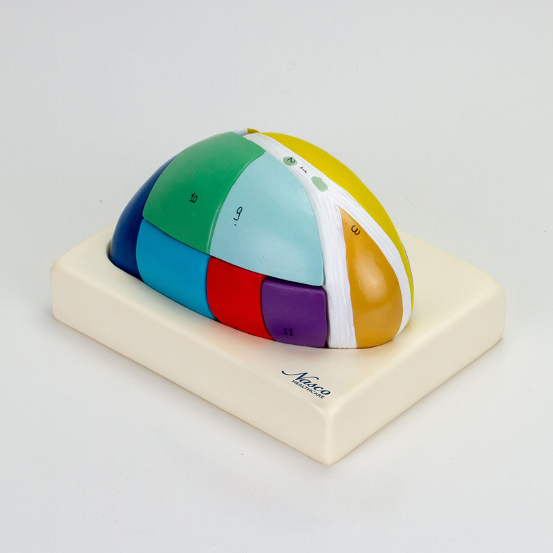 Load image into Gallery viewer, Thalamus Model, 5X Enlarged, 7 Parts