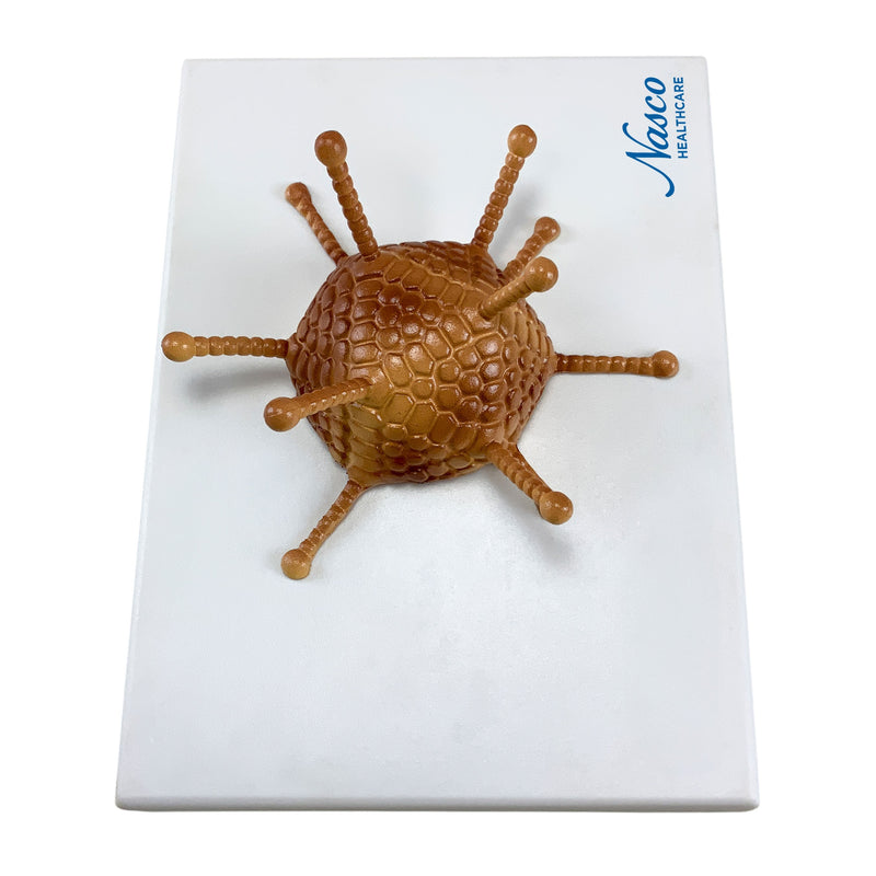 Загрузить изображение в просмотрщик галереи, Adenovirus Model